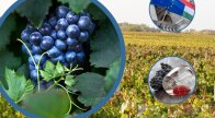 A szőlő és bor ágazat elektronikus ügyintézési és ellenőrzési rendszerének kialakítása - ePincekönyv